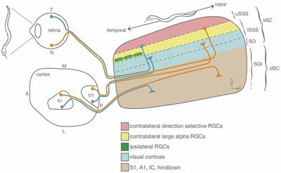 The Mouse Superior Colliculus: An Emerging Model for Studying Circuit Formation and Function